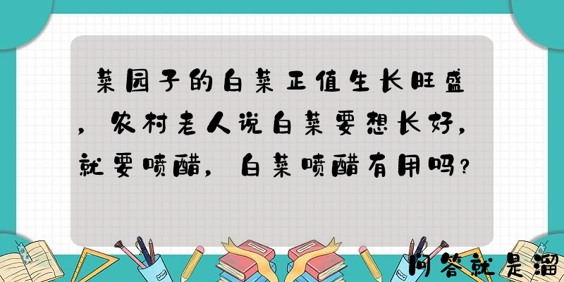 菜园子的白菜正值生长旺盛，农村老人说白菜要想长好，就要喷醋，白菜喷醋有用吗？