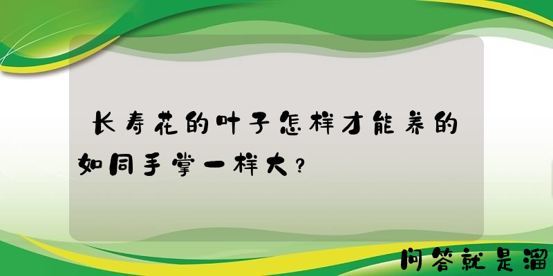 长寿花的叶子怎样才能养的如同手掌一样大？